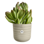 dune rund 14cm mushroom beige